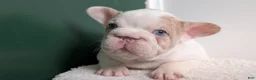 French Bulldog dogs for sale: Koda - Ad 4