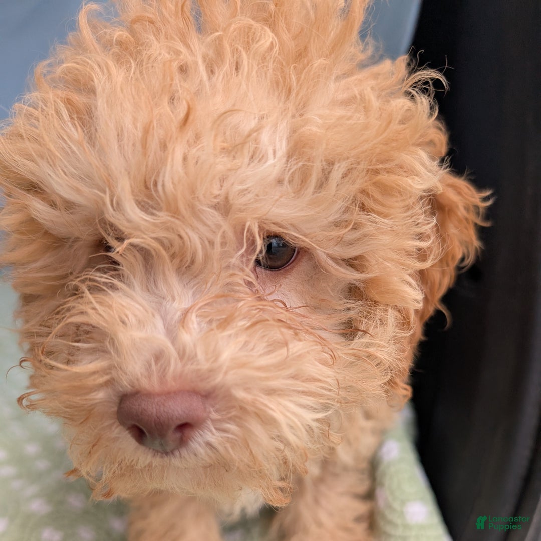 Toy Poodle dogs for sale: Rotini - Ad 8