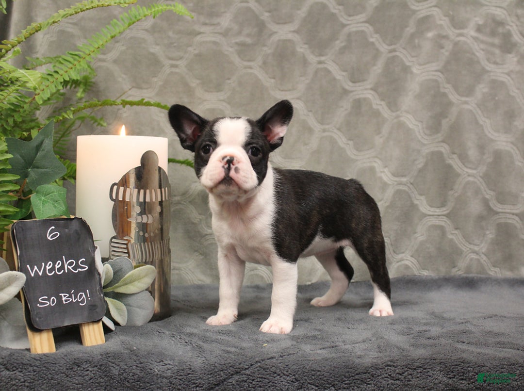 Boston Terrier dogs for sale: Noel - Ad 6