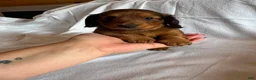 Miniature Dachshund dogs for sale: Dahmer - Ad 2