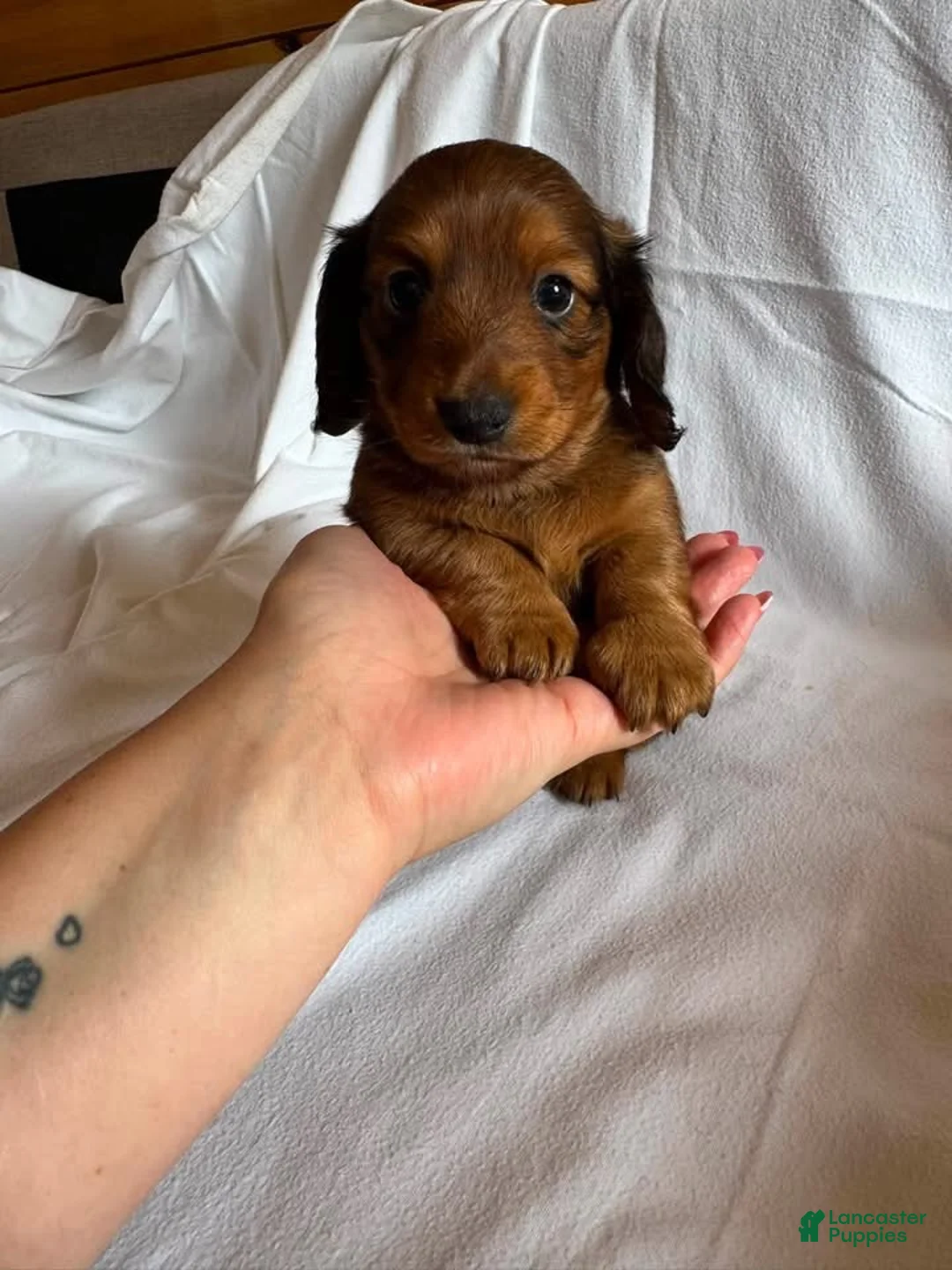 Miniature Dachshund dogs for sale: Dahmer - Ad 2