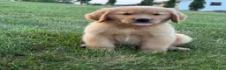 Golden Retriever dogs for sale: Cooper - Ad 6