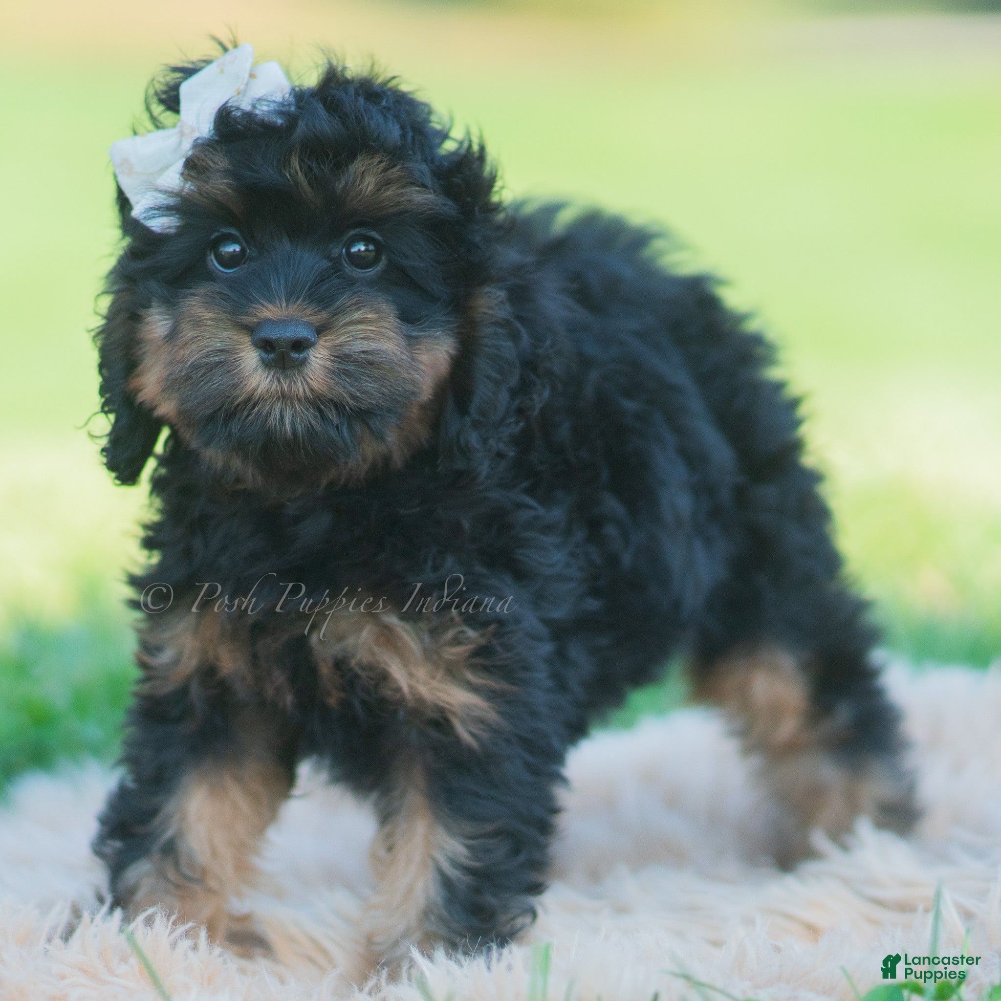 Cavapoo dogs for sale: Mindy - Ad 12