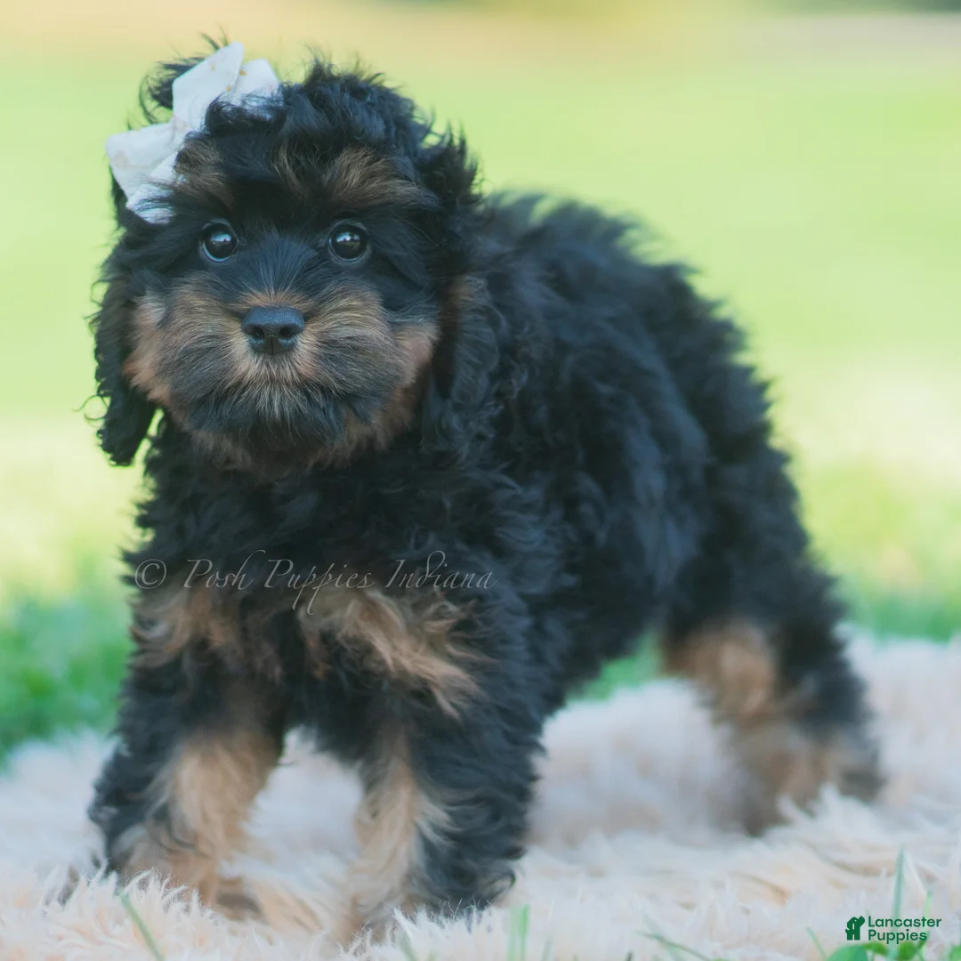Cavapoo dogs for sale: Mindy - Ad 1