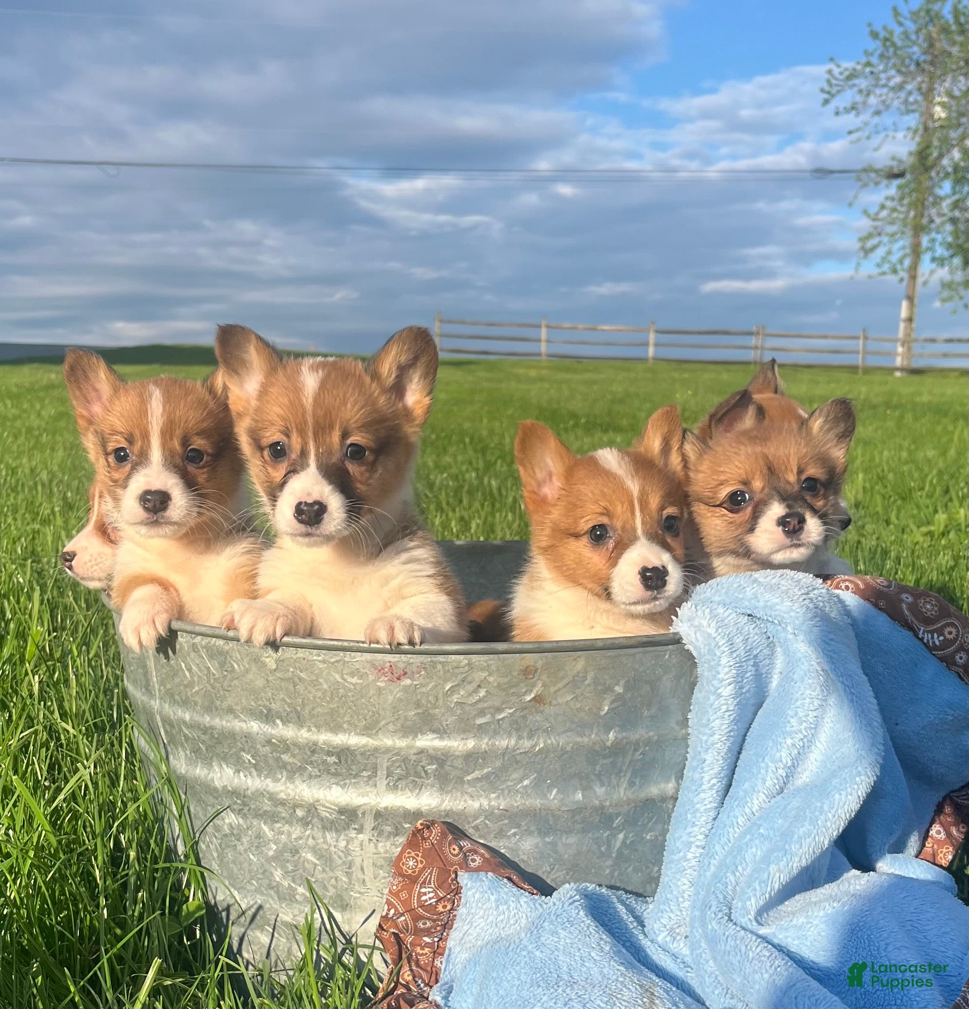 Welsh Corgi Pembroke dogs Sweet Clover❤️🐾AKC ❤️Text or Call 717-201-1556 - Ad 27