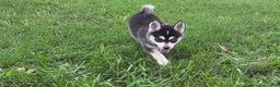 Pomsky dogs for sale: Lovely  - Ad 3