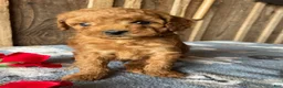 Cavapoo dogs for sale: Lincoln - Ad 3