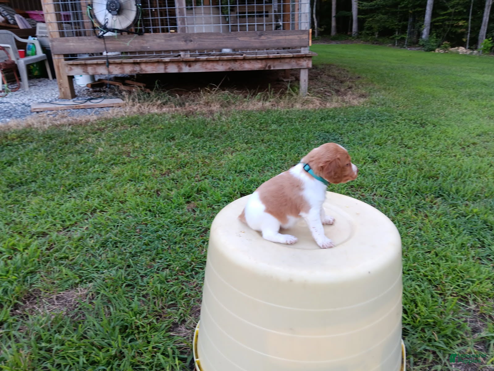 Brittany Spaniel dogs Dark Blue Collar - Ad 38