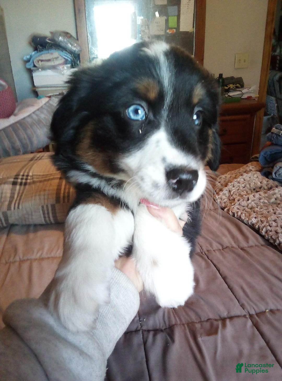 Miniature Australian Shepherd dogs rodeo - Ad 14