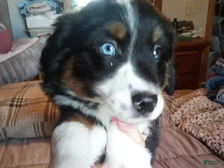 Miniature Australian Shepherd dogs rodeo - Ad 14