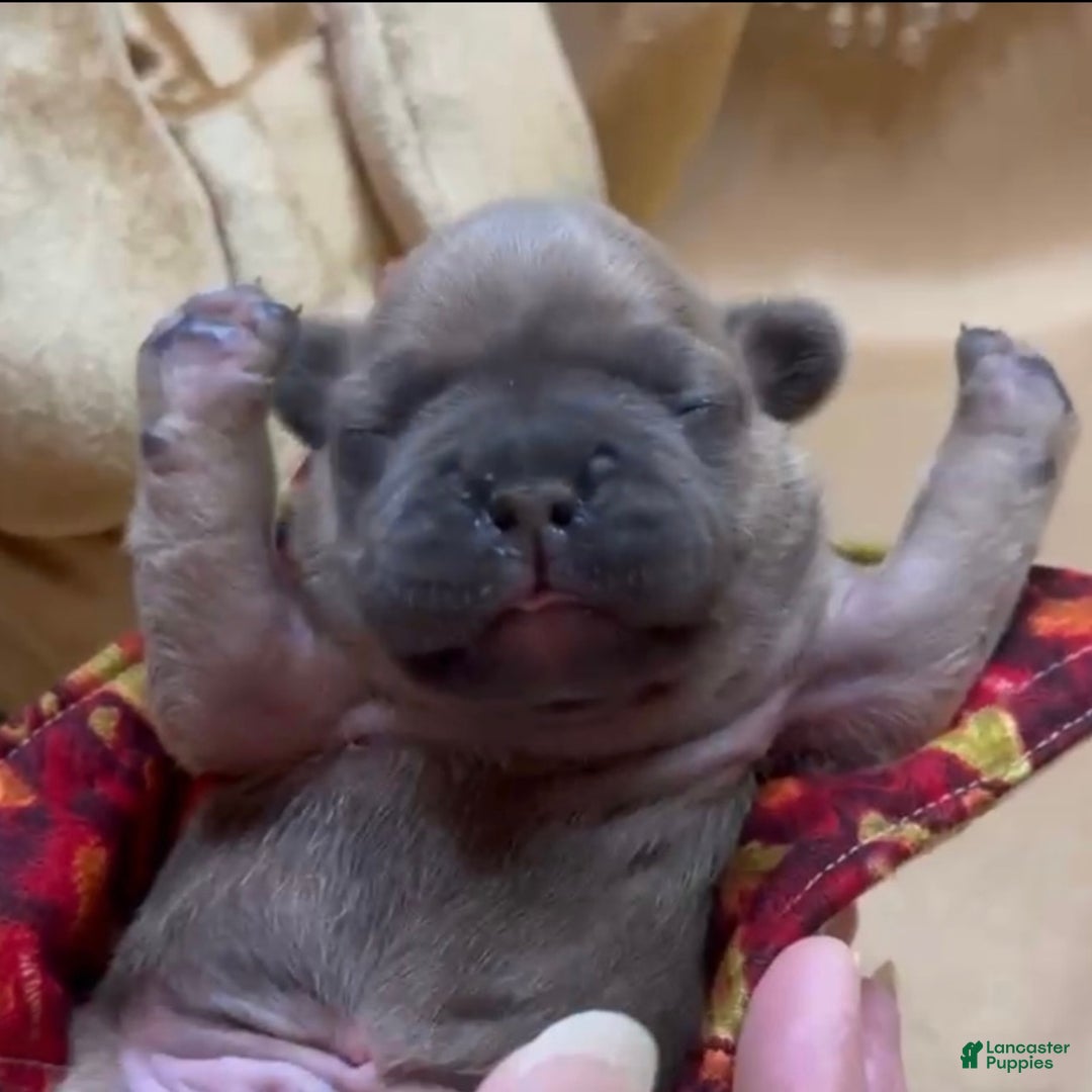 French Bulldog dogs for sale: Walter - Ad 9