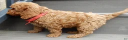 Cavapoo dogs for sale: Cooper - Ad 4