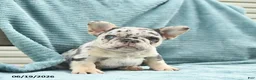 French Bulldog dogs for sale: Diamond  - Ad 2
