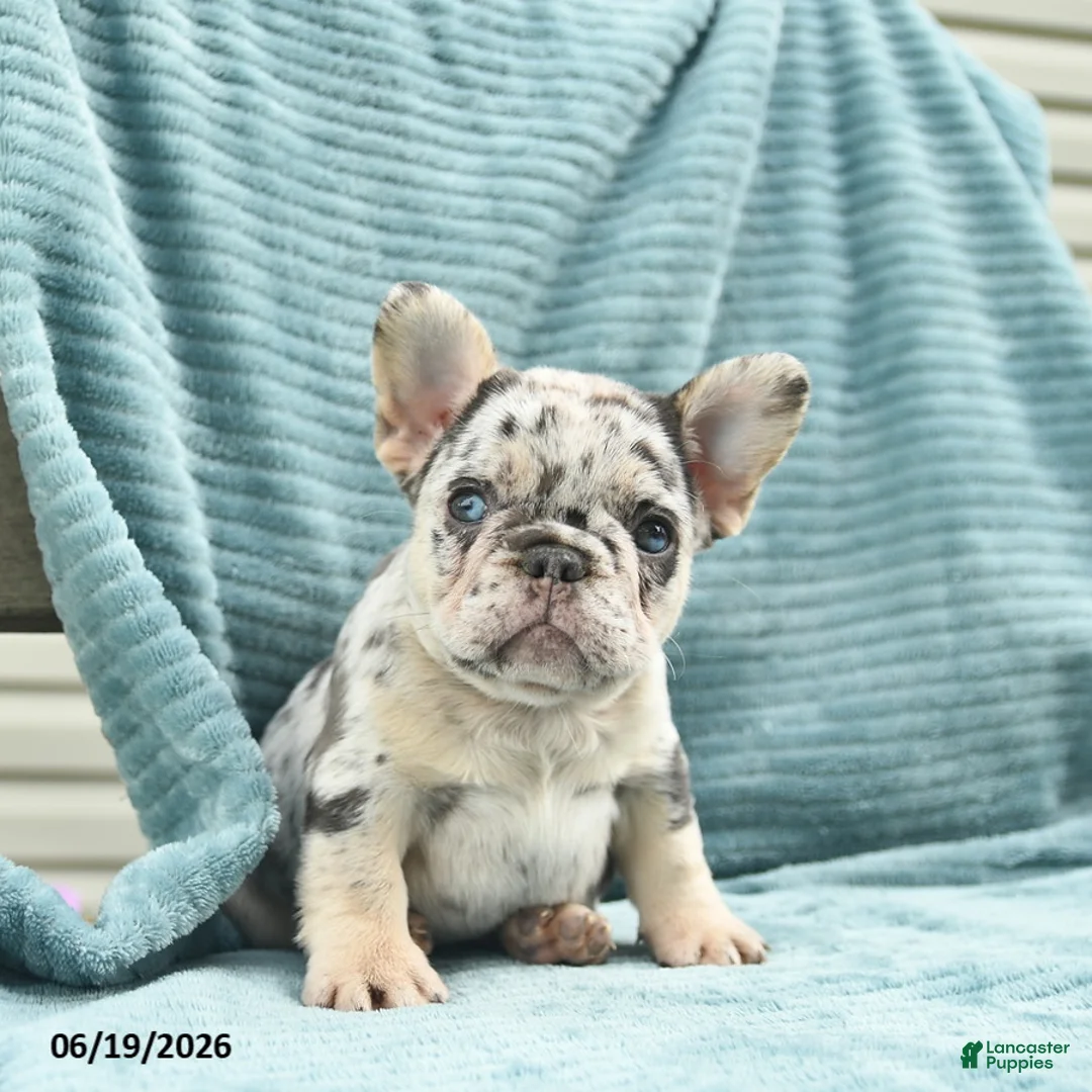 French Bulldog dogs for sale: Diamond  - Ad 2