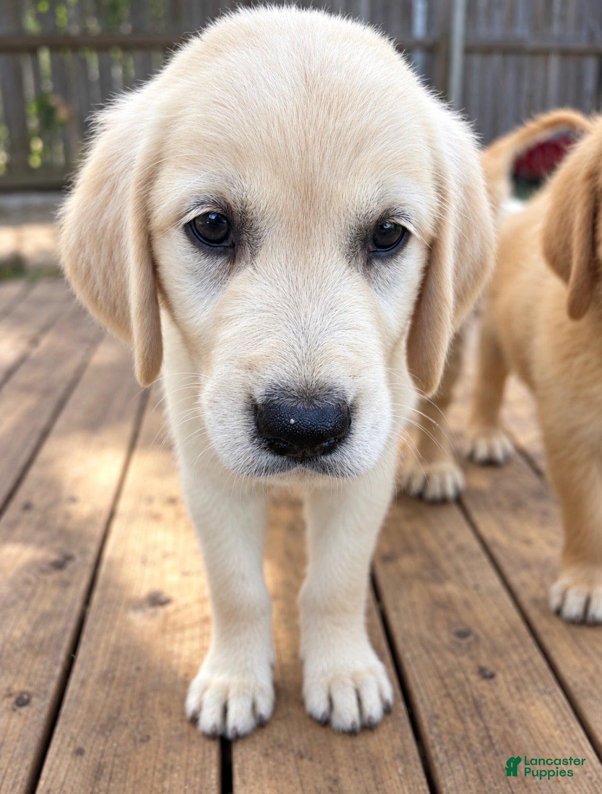 Golden Retriever dogs Beast - Ad 31