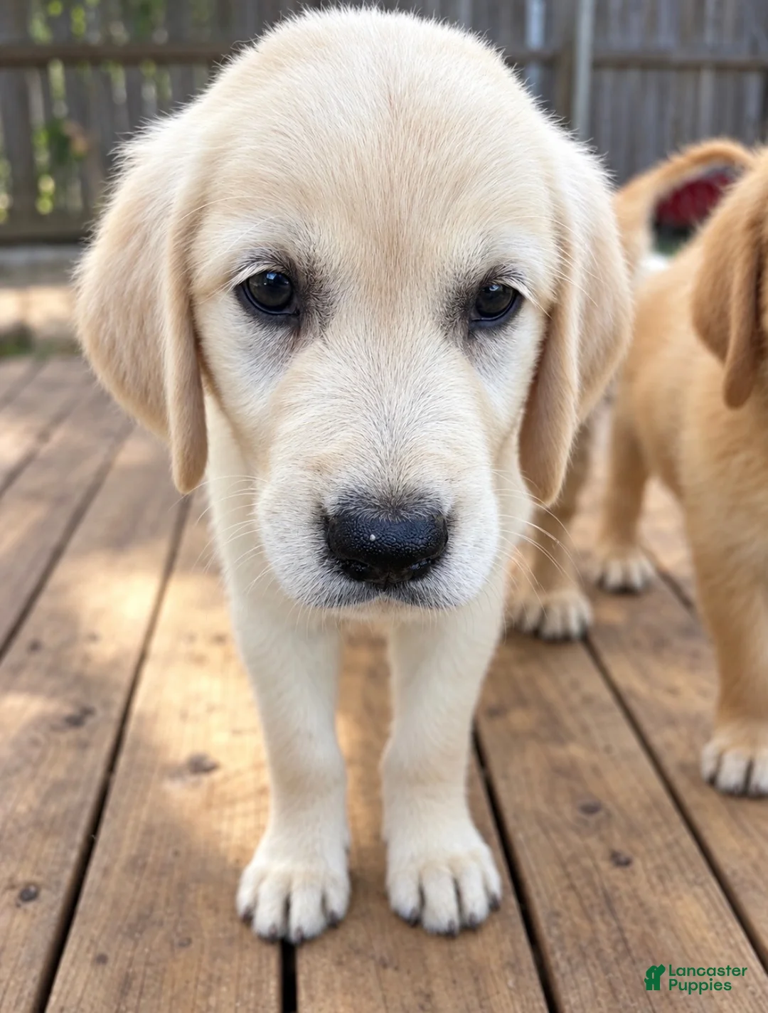 Golden Retriever dogs for sale: Beast - Ad 1