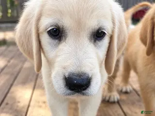 Golden Retriever dogs Beast - Ad 31