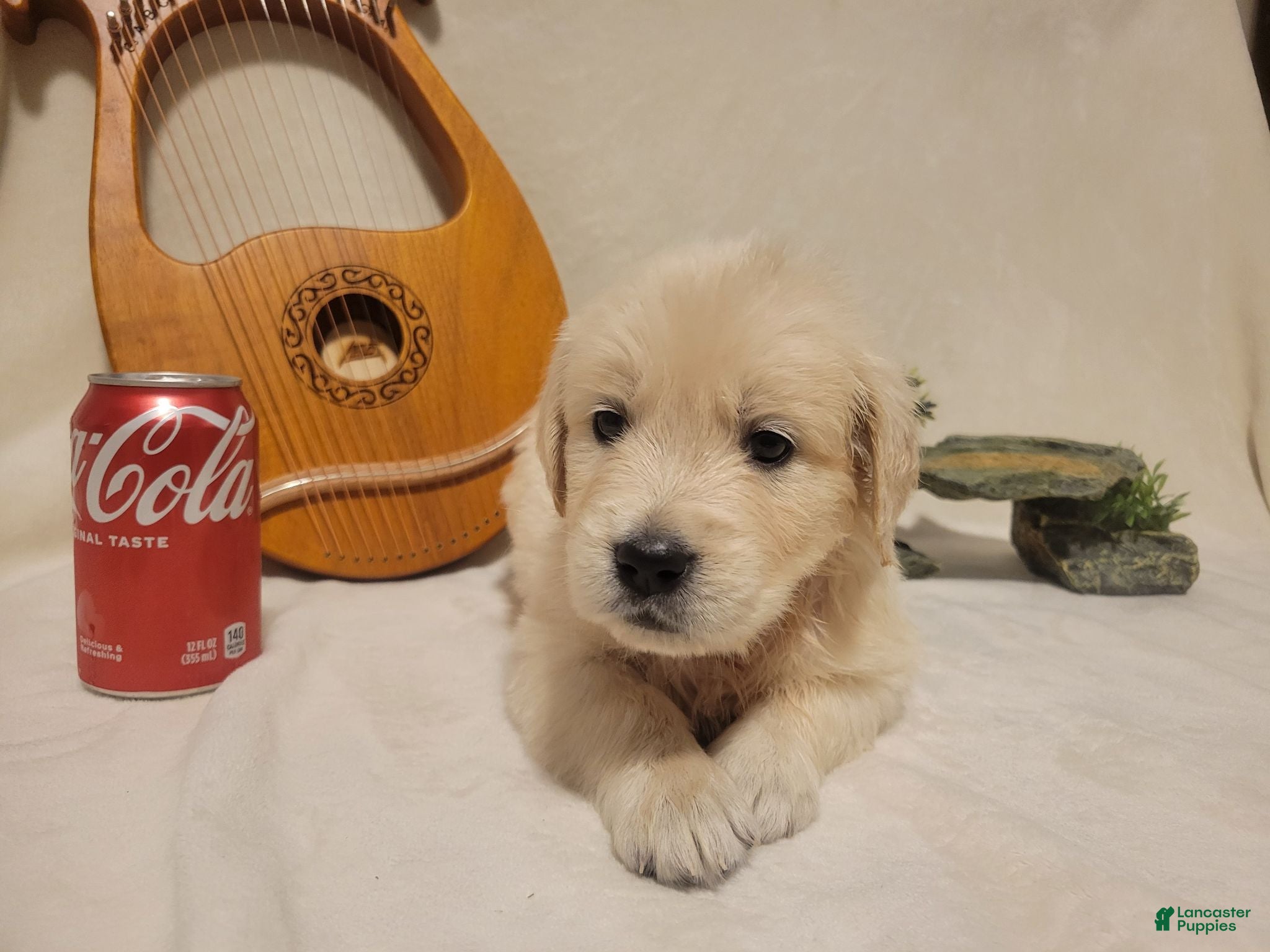 Golden Retriever dogs  Champion Sired, Coca-Cola - Ad 19
