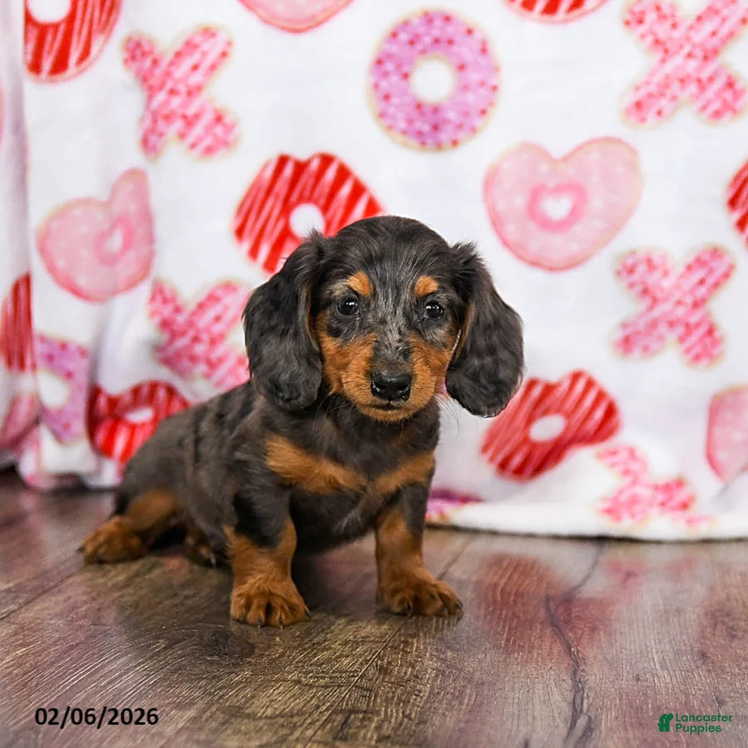 Miniature Dachshund dogs for sale: Oscar - Ad 4