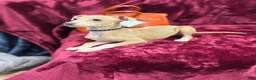 Italian Greyhound dogs for sale: Italian Greyhound Puppy 1 - Ad 2