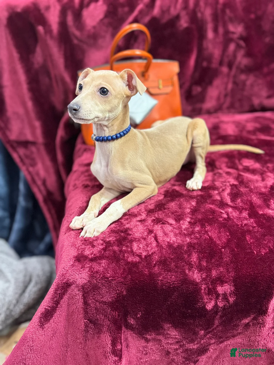 Italian Greyhound dogs for sale: Italian Greyhound Puppy 1 - Ad 2