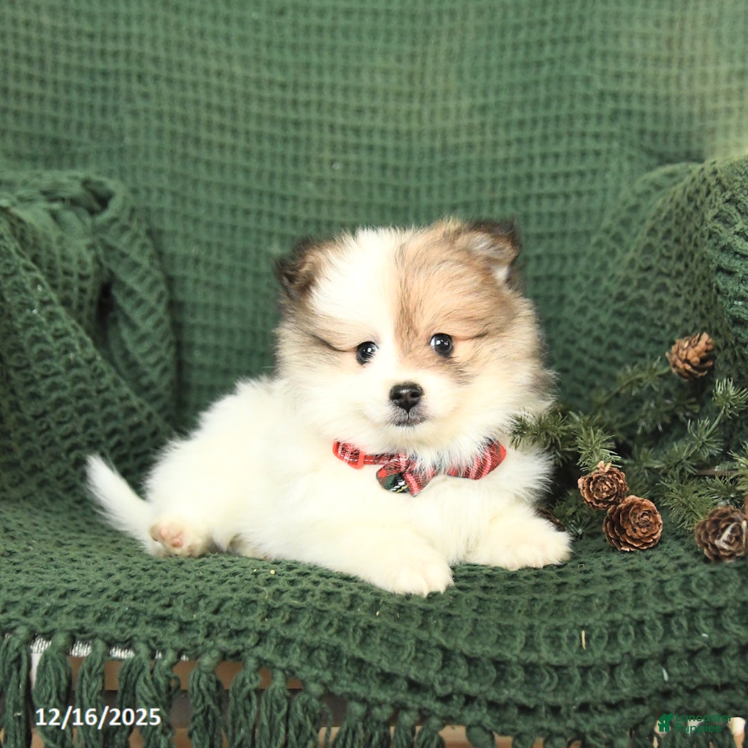 Pomeranian dogs for sale: Bethany - Ad 4