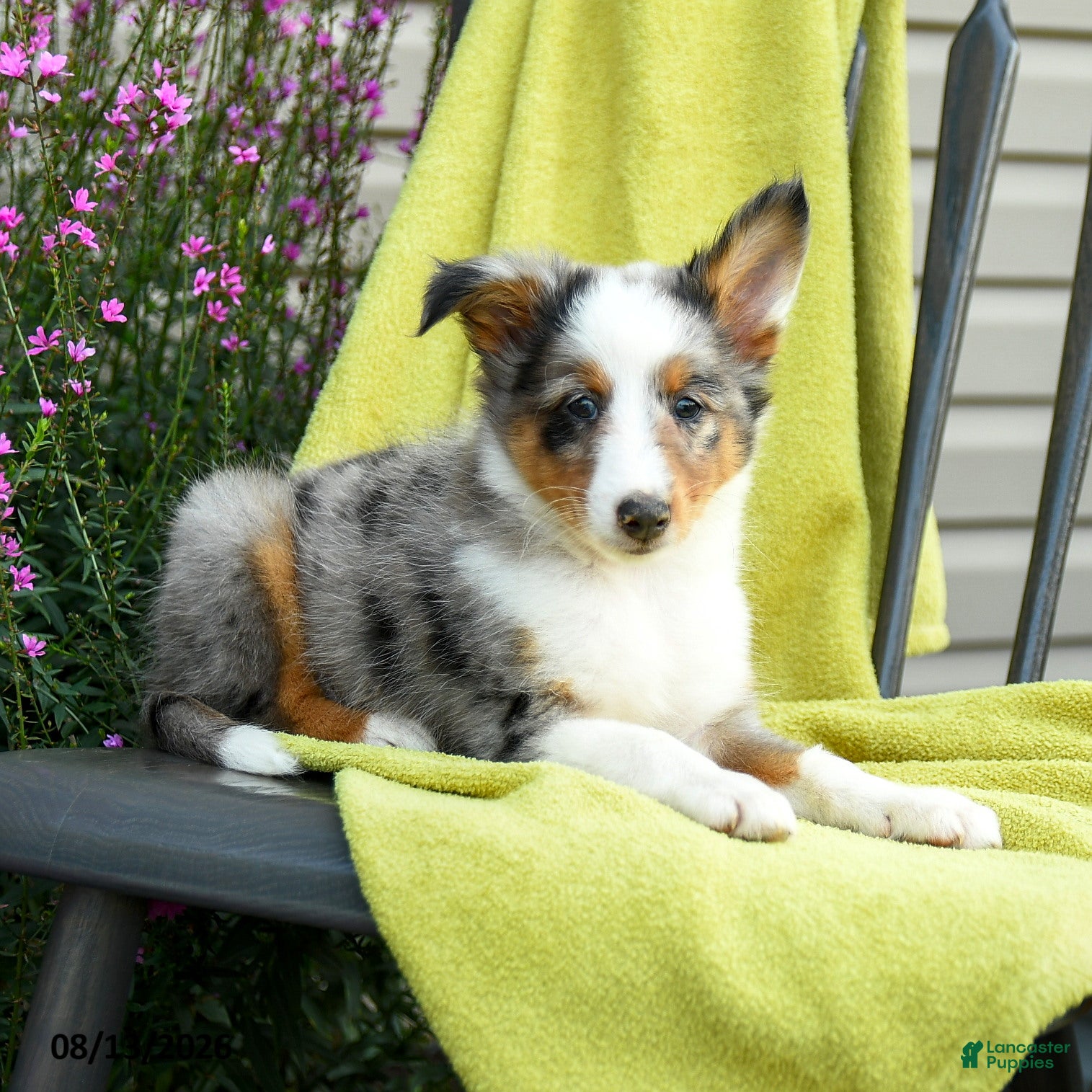 Shetland Sheepdog dogs Sterling - Ad 2
