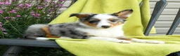 Shetland Sheepdog dogs for sale: Sterling - Ad 2