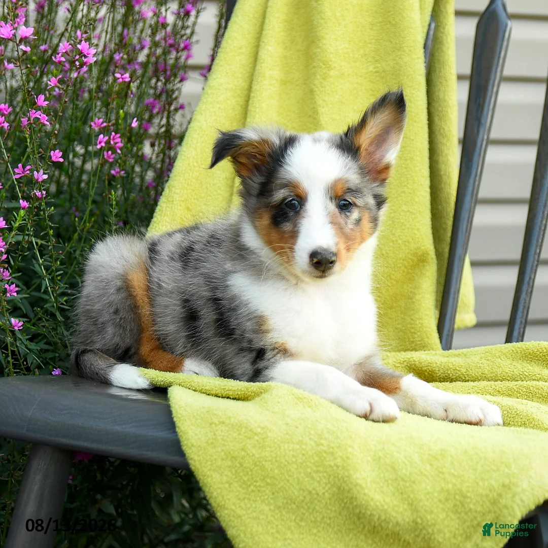 Shetland Sheepdog dogs for sale: Sterling - Ad 2