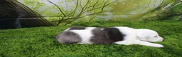 Miniature Australian Shepherd dogs for sale: Irene - Ad 4