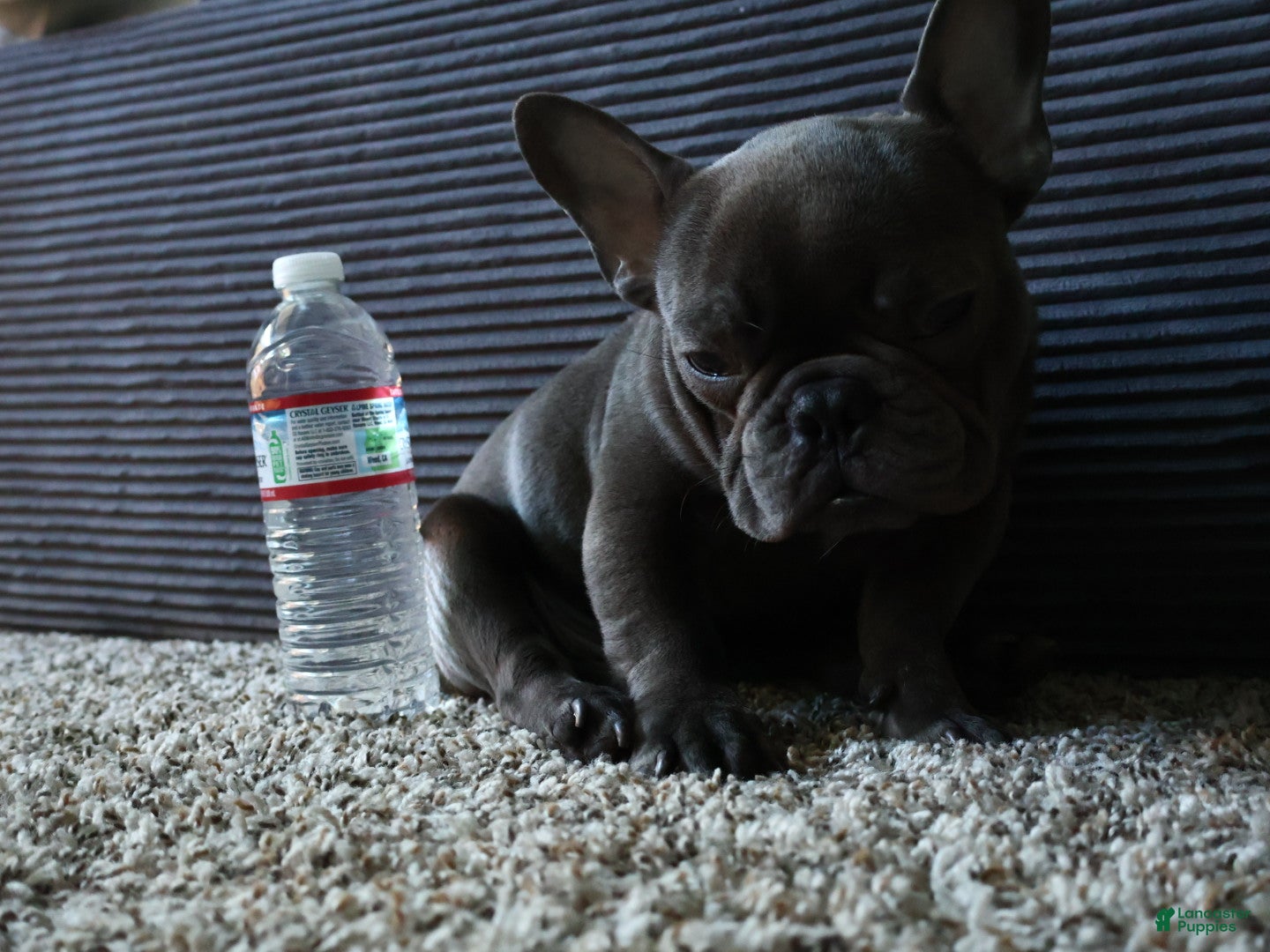 French Bulldog dogs Zeus - Ad 1