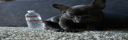 French Bulldog dogs for sale: Frenchie  - Ad 2