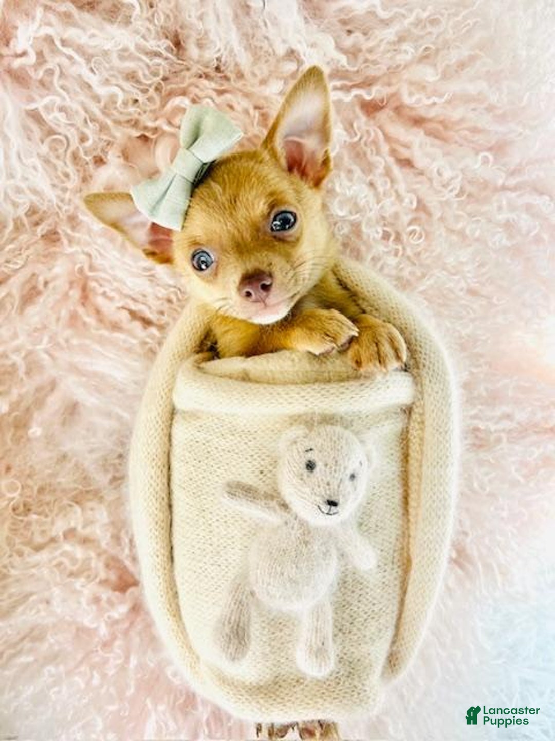 Chihuahua dogs for sale: Chihuahua Puppy 2 - Ad 4