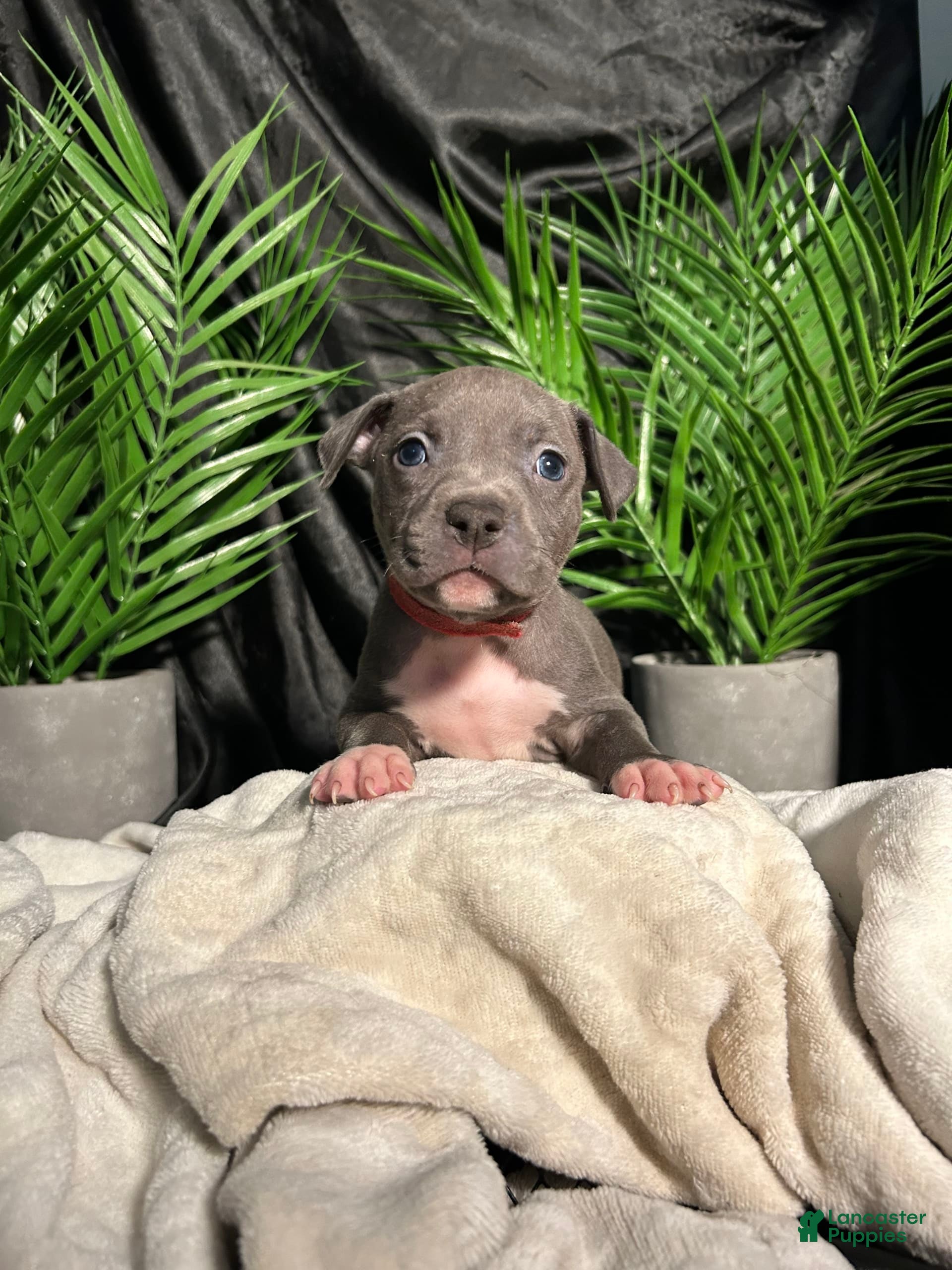 Atlanta Ga Blue Nose Pitbull Puppies Craigslist Merle Xl Bully For