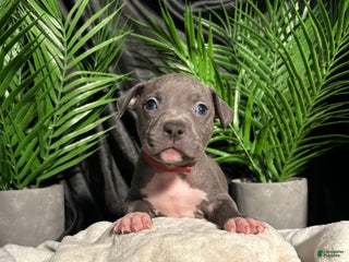 American Bully dogs - Ad 3