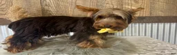 Yorkshire Terrier dogs for sale: Miles - Ad 5