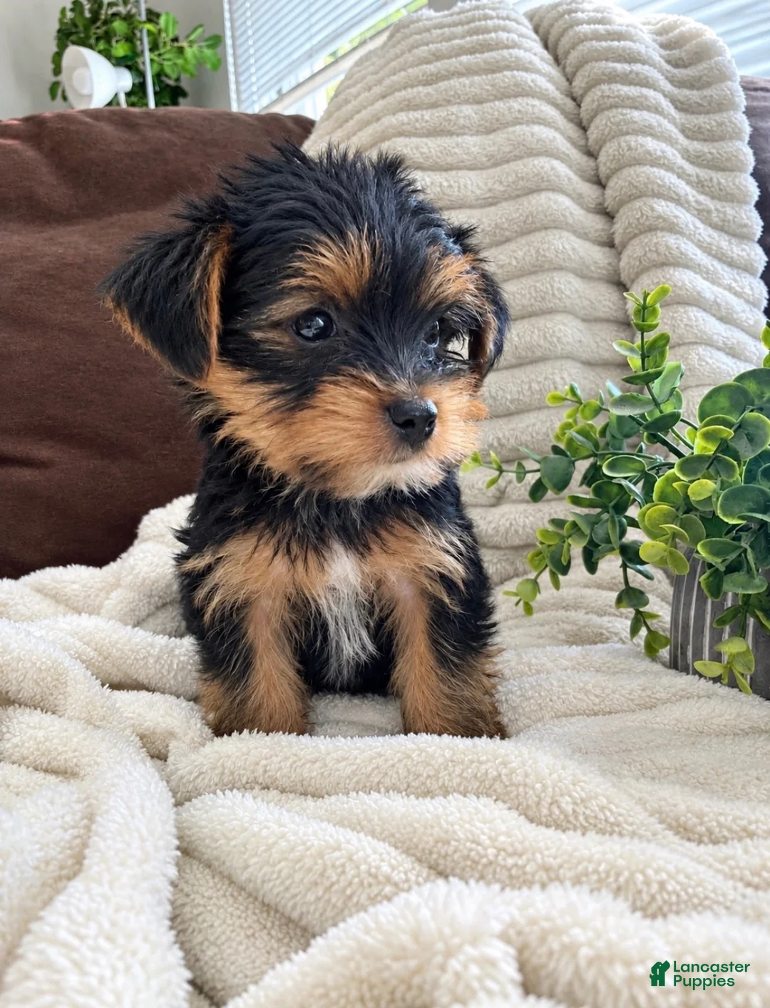 Yorkshire Terrier dogs for sale: Oreo - Ad 1