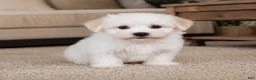 Maltese dogs for sale: Tucker - Ad 7