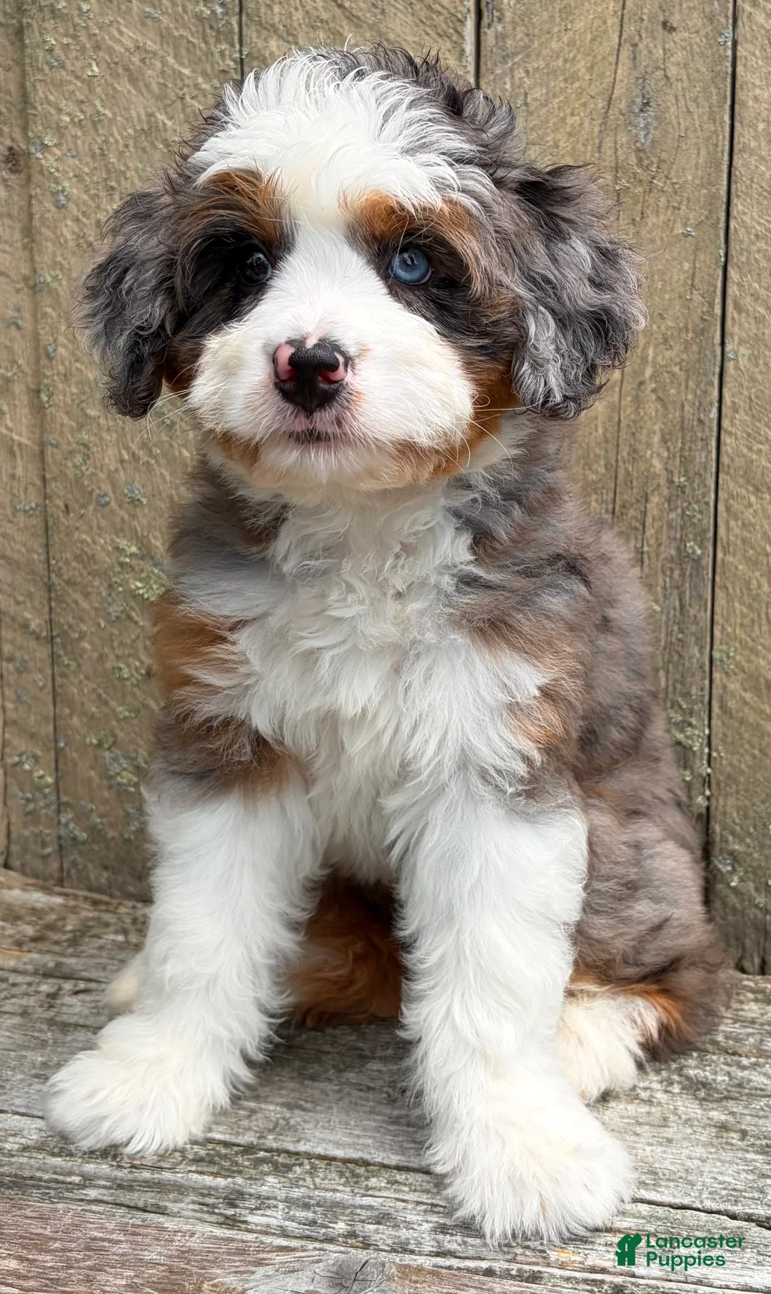 Mini Bernedoodle dogs for sale: 💜IN BOSTON MASSACHUSETTS AREA💜ONE BLUE EYE💜MINI BERNEDOODLE GIRL💜 - Ad 10
