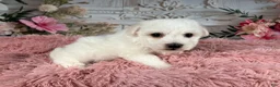 Bichon Frise dogs for sale: AKC-Nena - Ad 4
