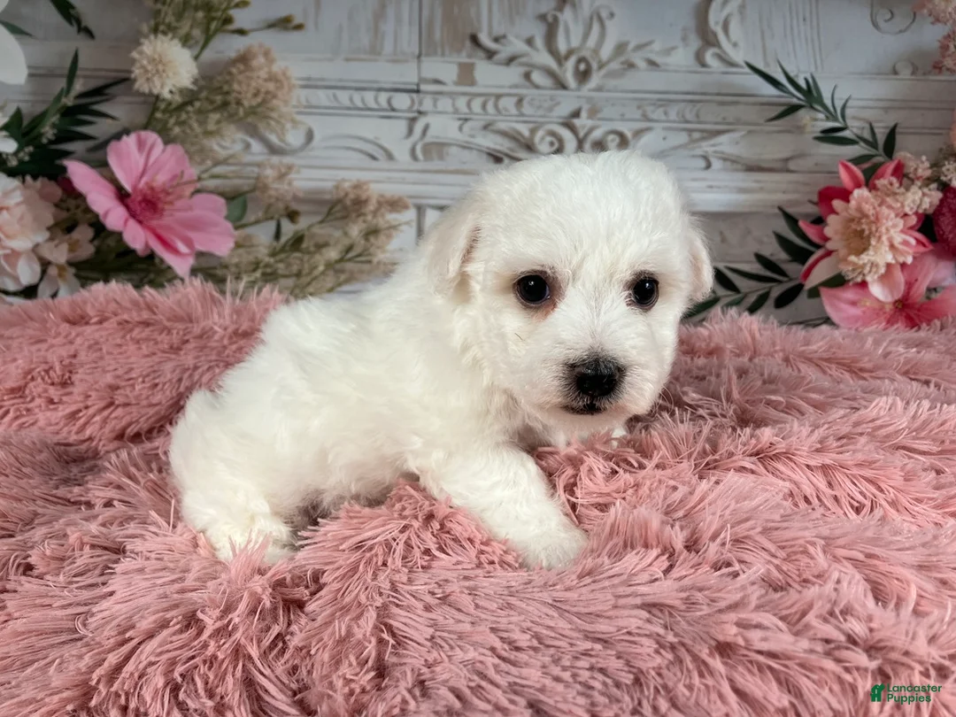 Bichon Frise dogs for sale: AKC-Nena - Ad 4