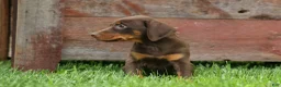 Doberman Pinscher dogs for sale:  Delilah (Red Rust)🐶 - Ad 16