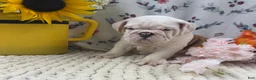 English Bulldog dogs for sale: Rufo - Ad 1