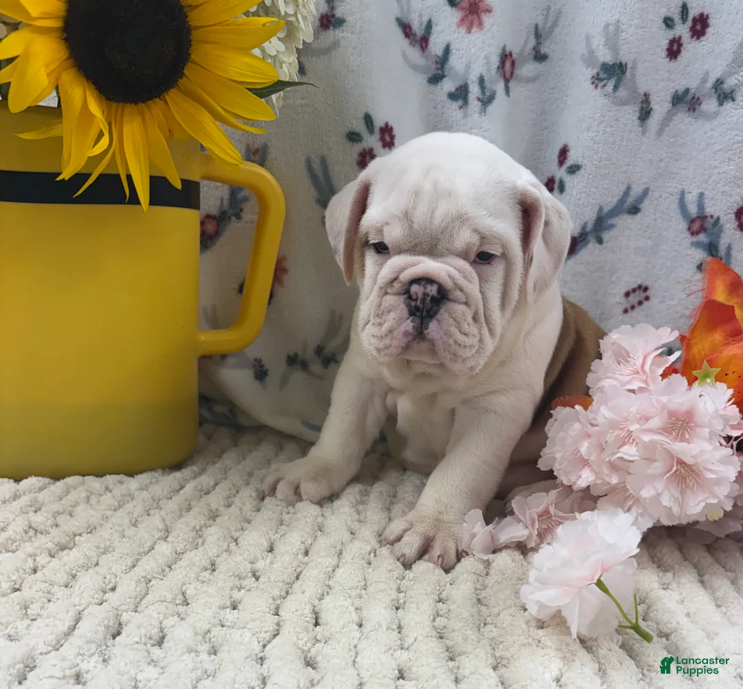 English Bulldog dogs for sale: Rufo - Ad 1