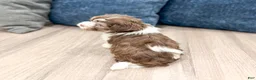 Havanese dogs for sale: Pearl - Ad 6