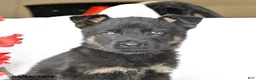 German Shepherd dogs for sale: Mack  - Ad 3