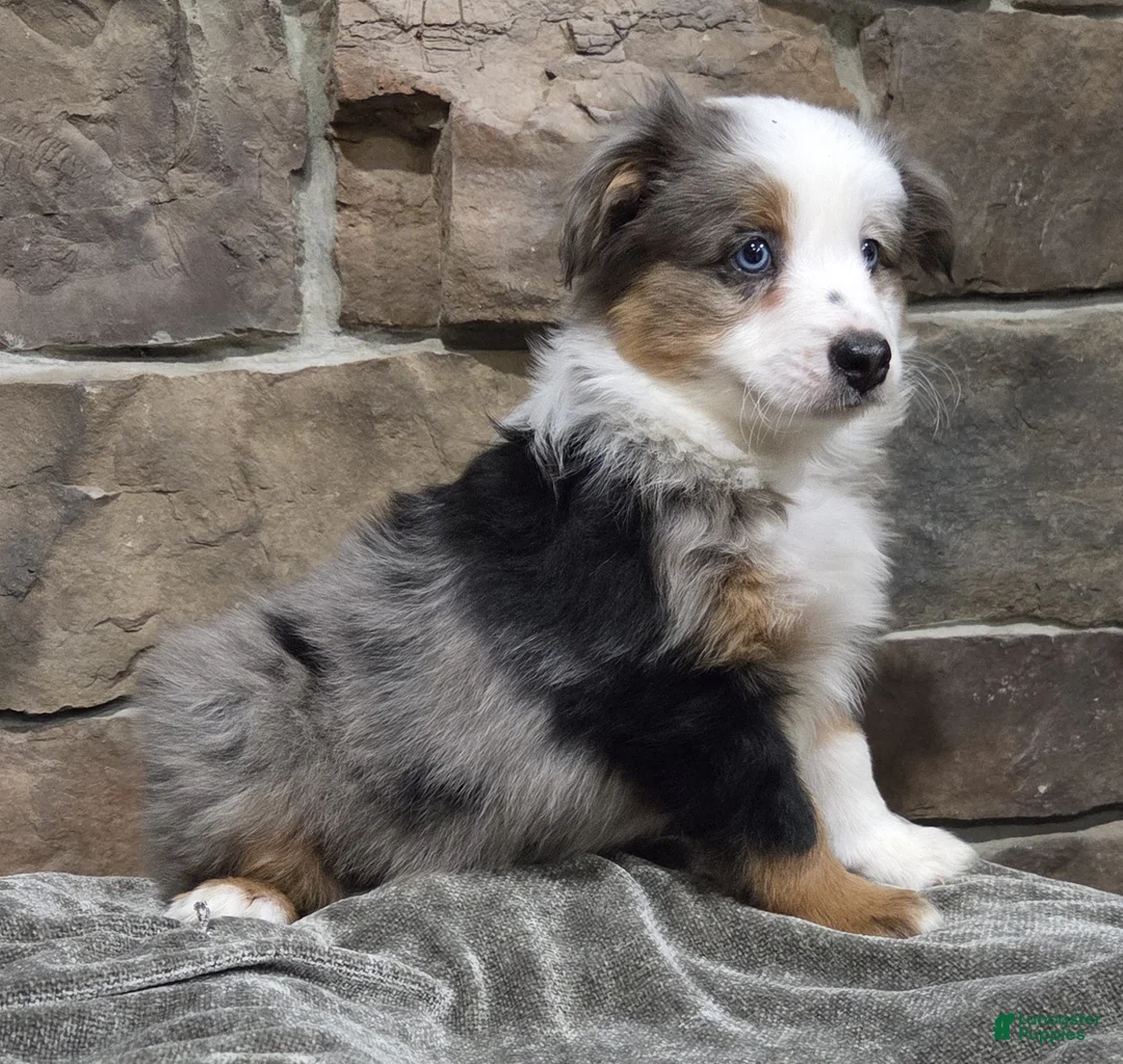 Miniature Australian Shepherd dogs for sale: Lola - Ad 5