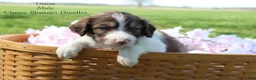 Bordoodle dogs for sale: Orion - Ad 2