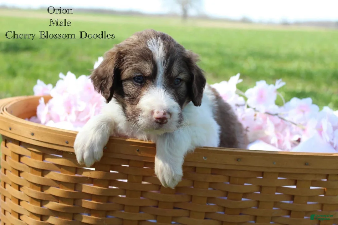 Bordoodle dogs for sale: Orion - Ad 2