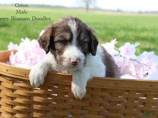 Bordoodle dogs Orion - Ad 3